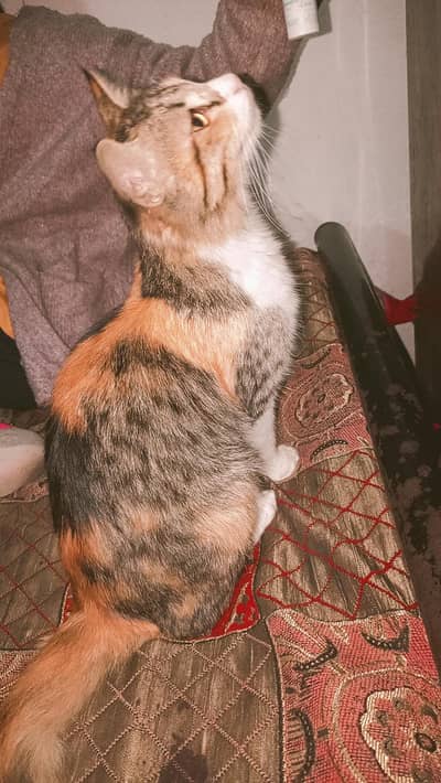 Cute Domestic Calico Cat for Sale  (Female)