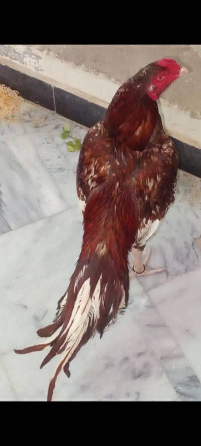 Aseel pathy *** 03185449036****