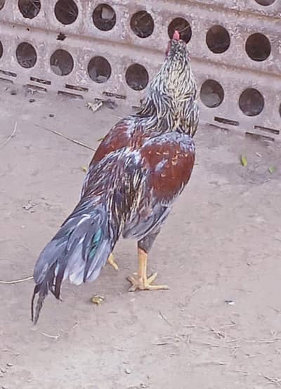 3 x Asli Assel Murgha and 7 x hens for sale