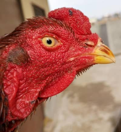 SALEETA ASEEL HIGH QUALITY