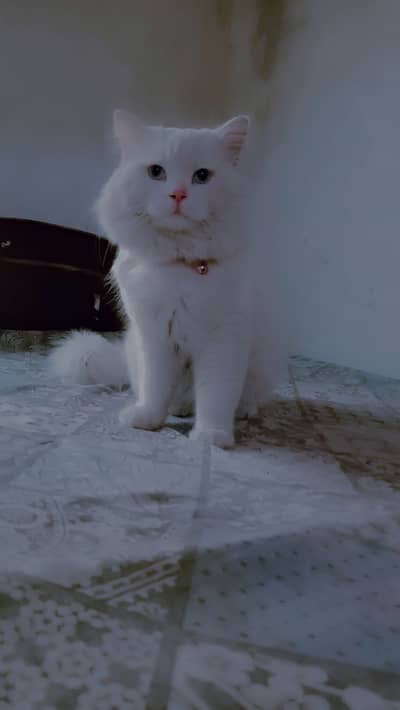 Russian Cat For Stud | Russian Cat For Matting | Russian Cat For Cross