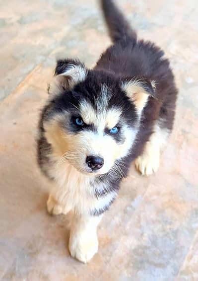 Premium Siberian husky puppy