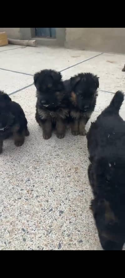 German shepherd WhatsApp 03082155552 for sale new puppy