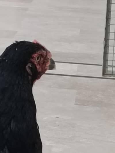 pure aseel black hen