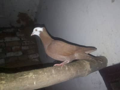 sharizi pigon for sale