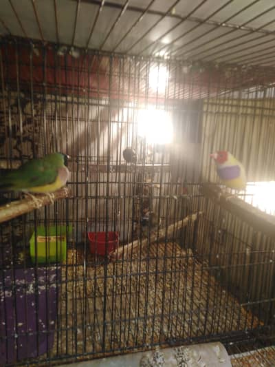 gouldian finch and luteno gouldian