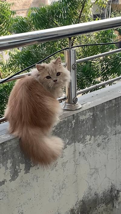 Persian Male Kitten