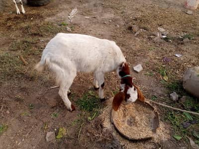 Ak bakra or bakri for sale