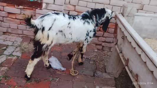 Ak bakra for sale