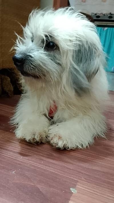 15 month podle female