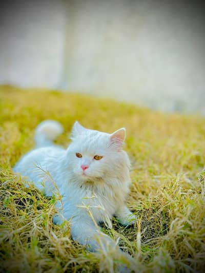 persion triple coat male cat