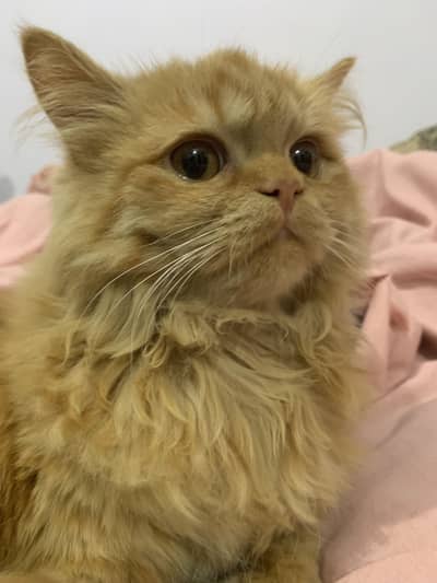 Persian Cat for Sale