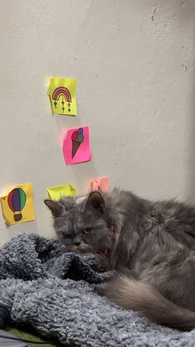 Persian tripple coated