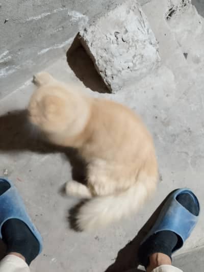 brown cat male for sale