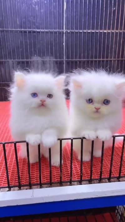 Cat beautiful information  my WhatsApp number 0346-4593804