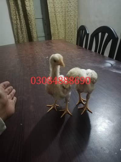 Heera Aseel Bacha avaliable in lahore