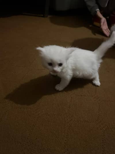 Pure white Persian kittens available for sale.