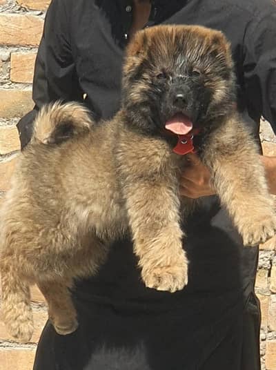 Bakarwal | bakharwal | Caucasian Shepherd | male puppy