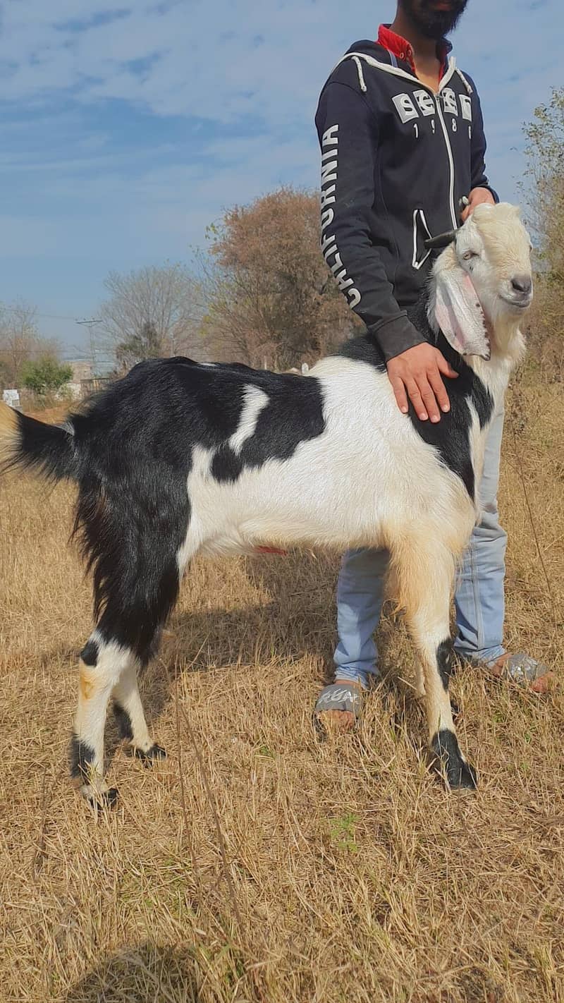 Desi bakra 1