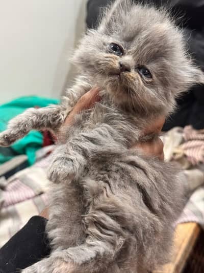 triple coated kitten 4 sale