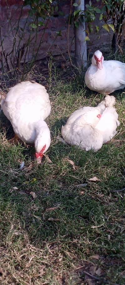 White Muscovy ducks