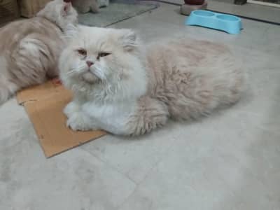 Persian stud male cat for sale