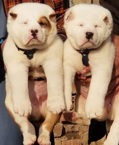 alabai Dog security  2 month  for sale puppies dog male female