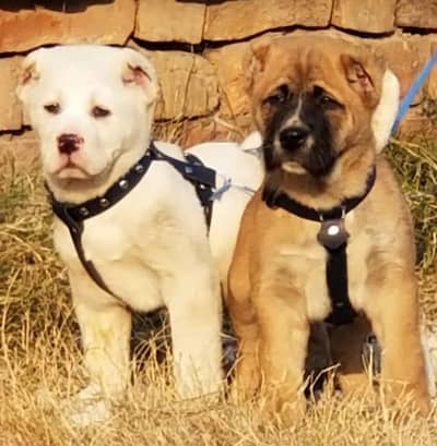 alabai Dog security  2 month  for sale puppies dog male female