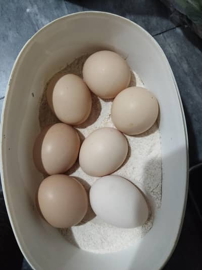 Heera Aseel Eggs Available