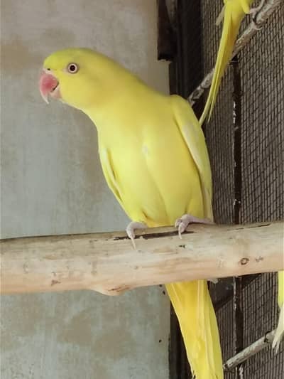 yellow ringneck parrot female