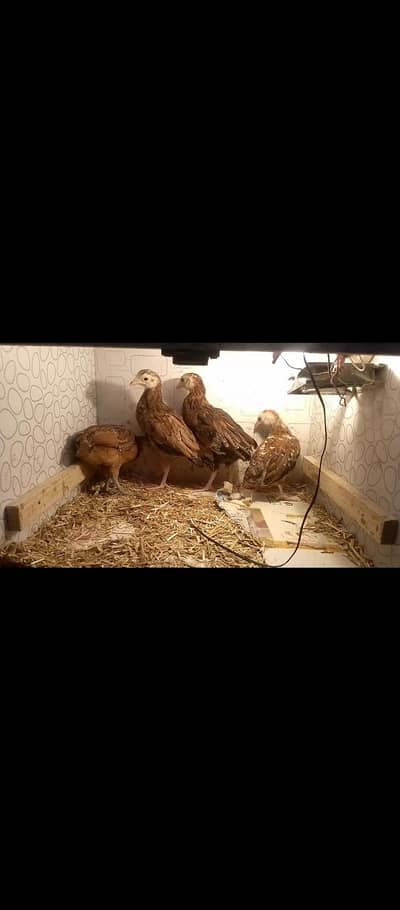 Aseel Chicks available for Sale!