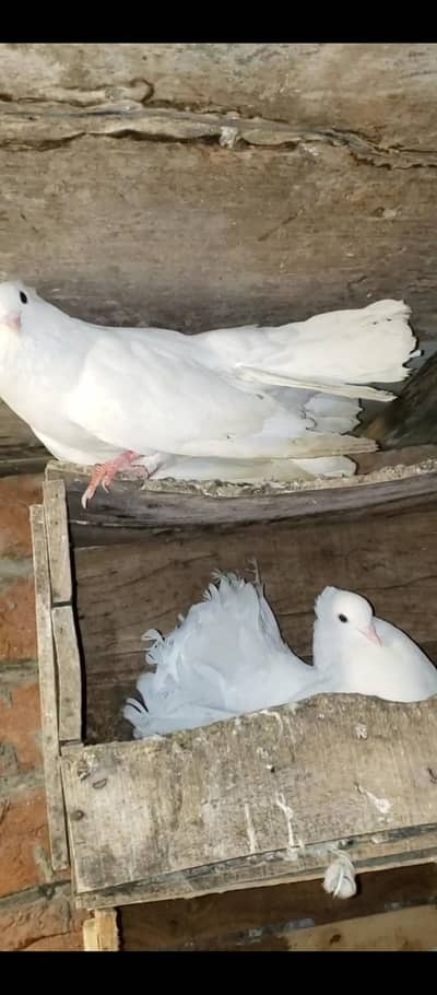 Breeder Pair hay or patha pathi bhi hay