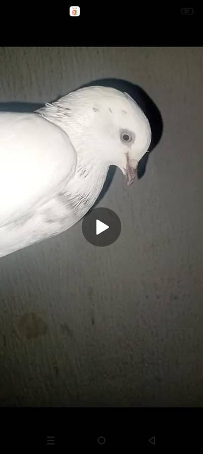 Pigeons available for sale