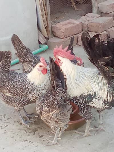 pure Misri hens for sale