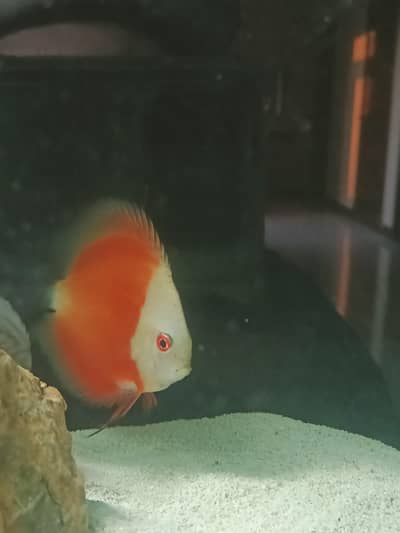 Discus Fish Available