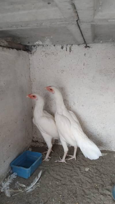 Paper white Heera Aseel Female Pair