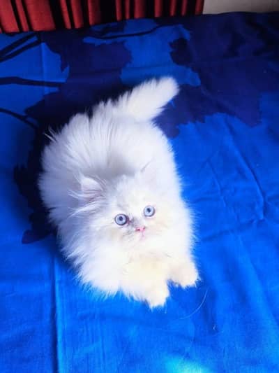 Persian Kitten Available  Delivery All Over Pakistan