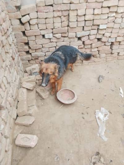 German shepherd female long coated