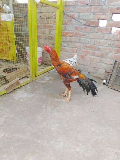 parrot beak or shame cross