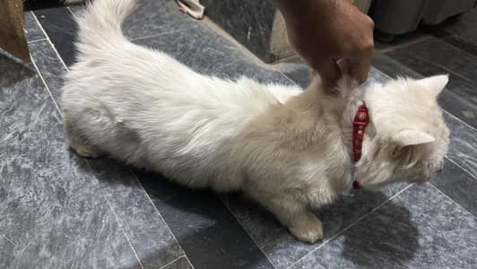 pair urgent for sale