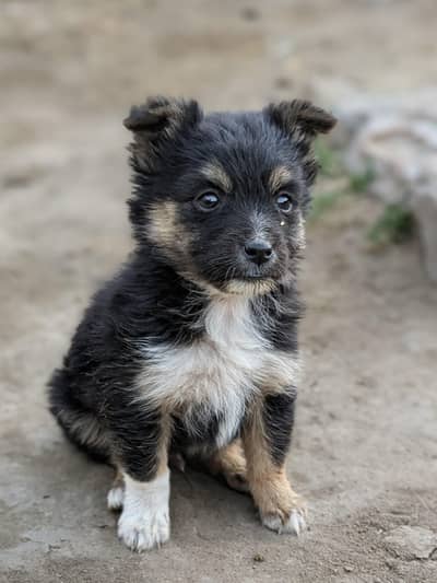 bht cute puppy ha 0 size achi breed ha playing friendly ha