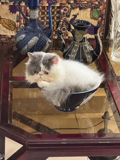 exotic longhair persian
