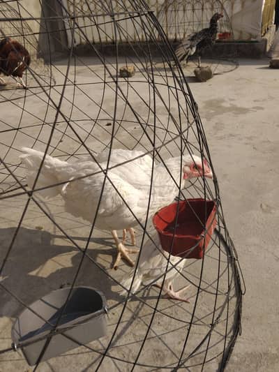 pepar wite male or 2 female