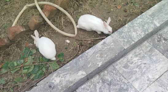 SNOW WHITE ALBINOS RABBITS PAIR NEW ZEALAND BREED PINK EARS RED EYES