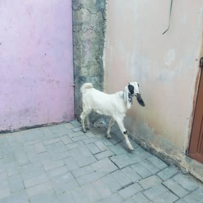 bakra