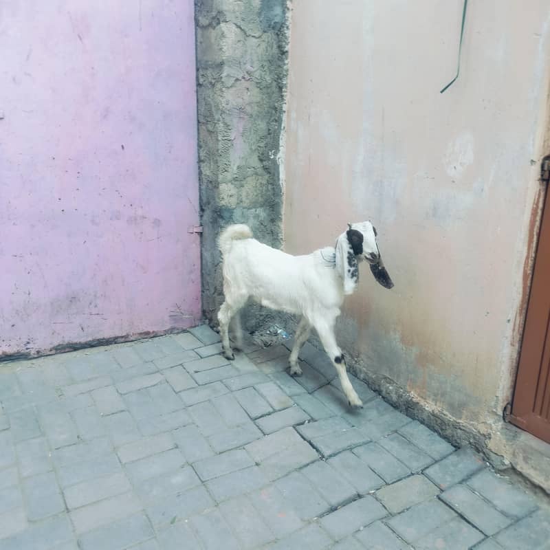 bakra 0