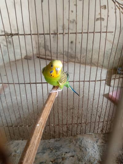 female budgie for sale