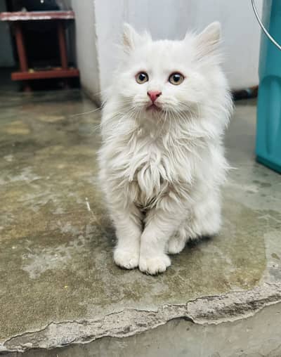 White kitten