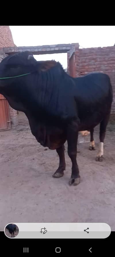 bull qurbani k liy bht achaa