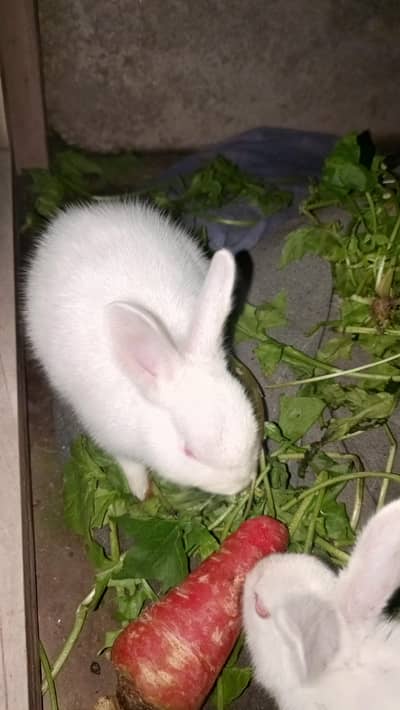 1pair red eyes rabbit